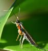 Pimplinae inconnu